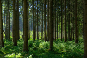 Shades of green in a forest in the sunlight of early morning: straight trunks of pine trees and ferns 