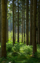 Shades of green in a forest in the sunlight of early morning: straight trunks of pine trees and ferns 