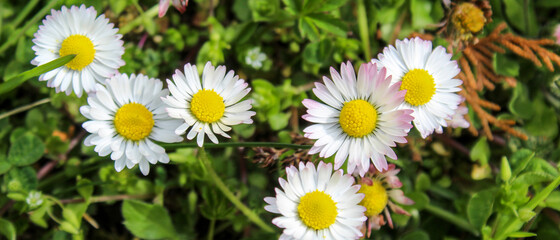 Banner. A group of beautiful daisy flowers on the lawn. Lawn daisy. Bellis perennis.