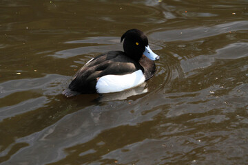 A close up of a Tufted Duck