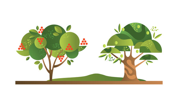 Set of Fruit Trees with Ripe Fruits, Rowan and Olive Orchard Tree Flat Vector Illustration