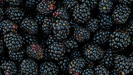 Background from fresh Blackberries, close up.