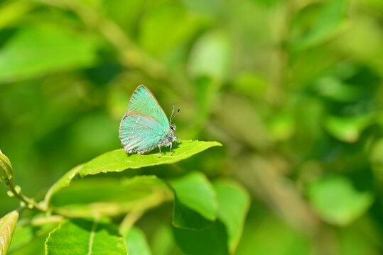 Green Hairstreak butterfly, Jersey, U.K. Macro image of Lepidoptera.