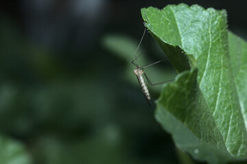insectos peque&ntilde;os sobre hojas de maleza