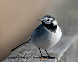 A white wagtail is sitting on the railing