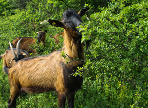sheep, lambs and skins, goats graze in the meadow 