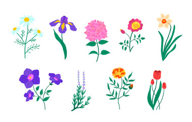 Cartoon Color Botanical set of Garden Floral Plants. Vector