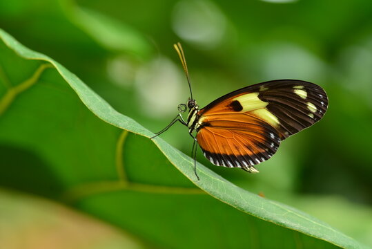 Numata Longwing butterfly, macro image of an insect.