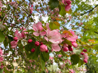 The flowering tree Malus Domestica. Flowers of a home-made apple tree