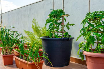 View of an urban garden with tomato plants in the background and chives in the foreground