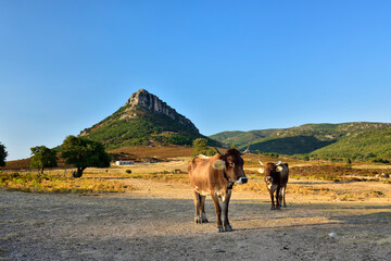 Obraz premium A herd of young cows on the field with Panoramic Mountain Landscape with layered by blue sky over the mountain ranges, Sardinia, Orosei region