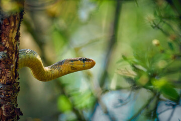 snake on a branch, lurking for its prey
