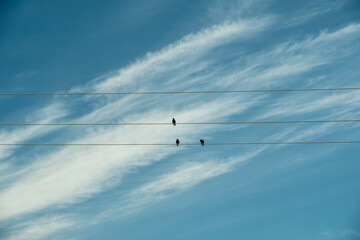 A flock of birds are sitting on electrical wires. Black birds on a background of blue sky. Russia. Day. Summer.