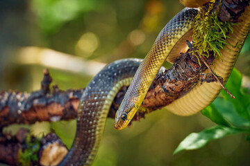 snake resting on a tree. Tree snake in Central Europe