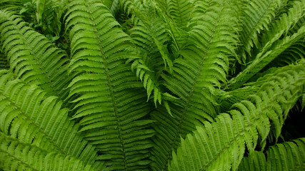 Green fern leaves in the sun outdoors. Green natural background.