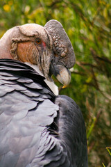 close-up of a condor