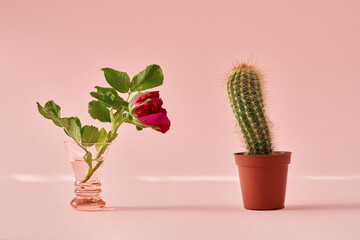 Dialogue between a rose and a cactus. Ralations concept.