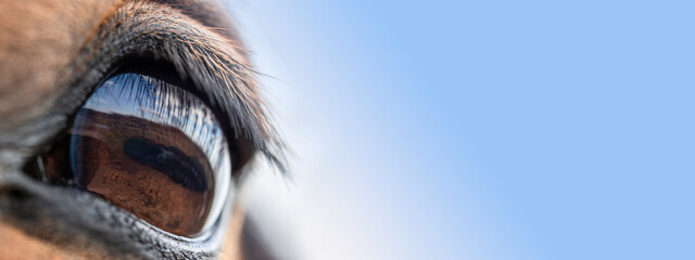 Horse's eye close up, macro against the sky. Banner