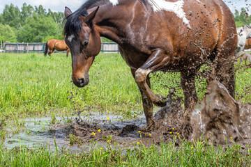 Horse water mud. Horses in the meadow playing with water