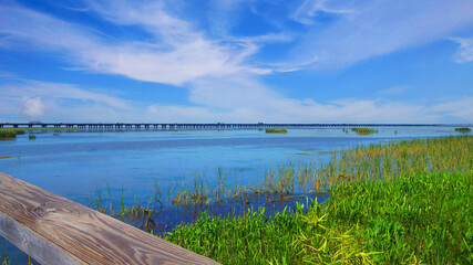 Alabama swamp landscape in summer