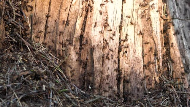 Brown-black carpenter ants building nest in a dry tree stump. Camponotus ligniperda.
