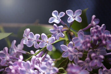 Lilac purple branch flower bloom, spring, summer background. Happy lucky five-petalled flower and six-petalled flower.