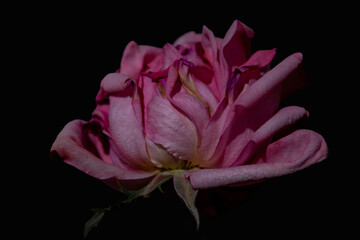 isolated pink bright rose on a black background