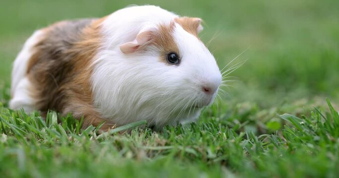 Guinea pig eats green grass walking on the lawn. Guinea pig on green grass in the garden