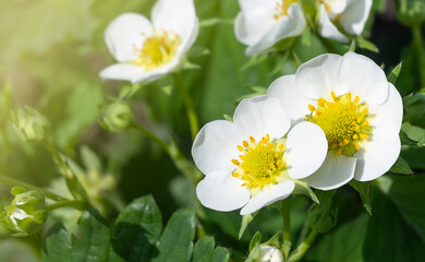 Obraz premium Blooming strawberry bush. macro white strawberry flowers under the rays of the sun