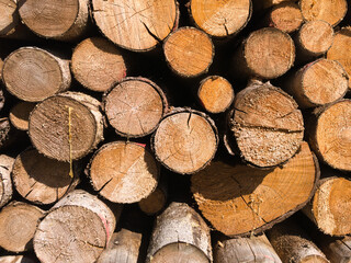 Frontal-Ansicht eines Stapels mit frisch geschlagenen Bäumen 