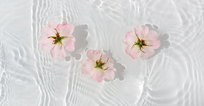 Greeting card with beautiful rose petals macro with drop floating on surface of the water close up. It can be used as background.