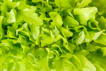 Green leaves of salad planting on in the garden. Gardening background. Organic or bio food