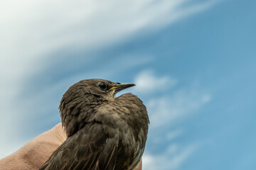 Songbird chick. Down and feathers of a young bird. Russia. Day. Spring.