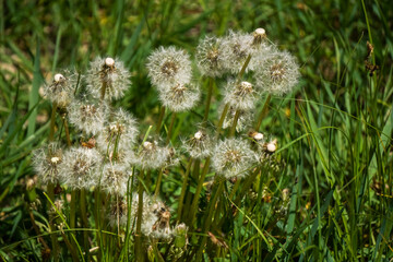 dandelions on the grass