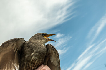 Songbird chick. Down and feathers of a young bird. Russia. Day. Spring.