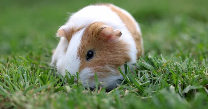 Guinea pig eats green grass walking on the lawn. Guinea pig on green grass in the garden