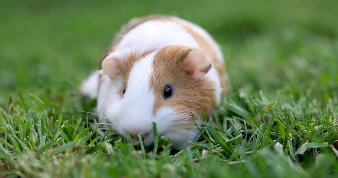 Guinea pig eats green grass walking on the lawn. Guinea pig on green grass in the garden