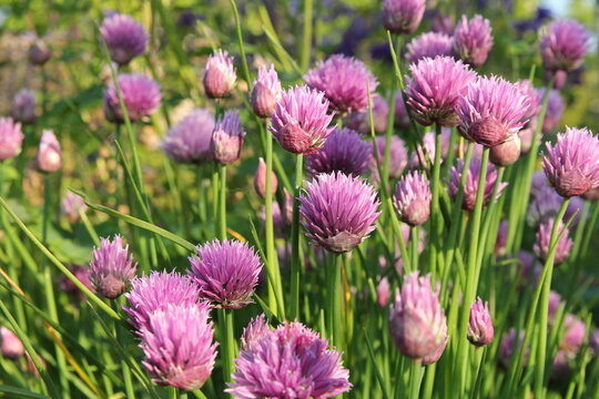 beautiful blooming chives with purple flowers closeup in the vegetable garden in springtime