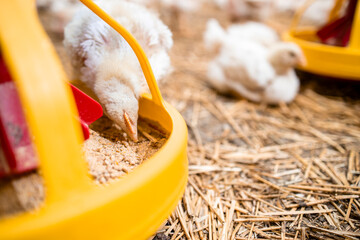 Close up view of fast growing chicken eating protein food from automated feeder at modern poultry farm. © littlewolf1989