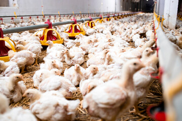 Group of fattening chickens eating at poultry farm. © littlewolf1989
