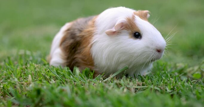 Guinea pig eats green grass walking on the lawn. Guinea pig on green grass in the garden