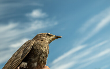 Songbird chick. Down and feathers of a young bird. Russia. Day. Spring.