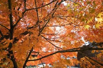 京都阿弥陀寺の紅葉風景