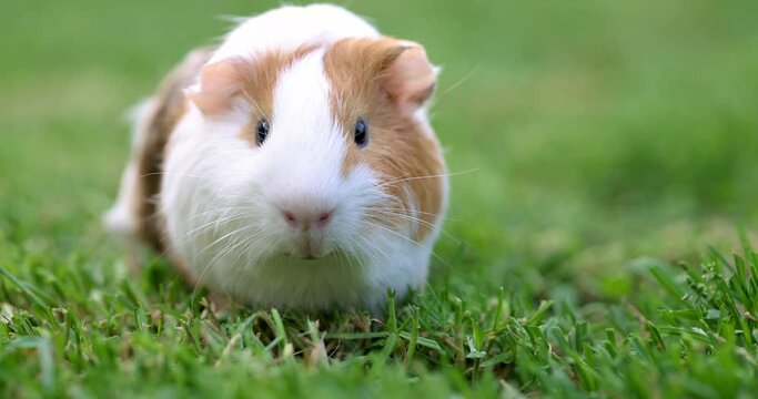 Guinea pig eats green grass walking on the lawn. Guinea pig on green grass in the garden