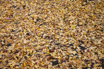 上御霊神社の銀杏の落葉
