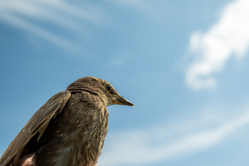 Songbird chick. Down and feathers of a young bird. Russia. Day. Spring.