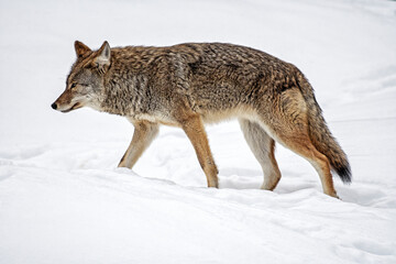 Fototapeta na wymiar Coyote in the snow