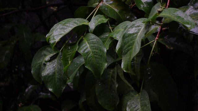 Raindrops are falling on the green leaves of java apple tree. Heavily raining on the leaves of the tree.Slow-motion video.  