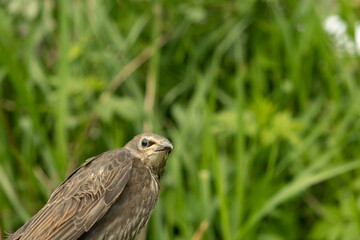 Songbird chick. Down and feathers of a young bird. Russia. Day. Spring.