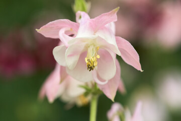 Delicate pink aquilegia flower close-up. Macro.